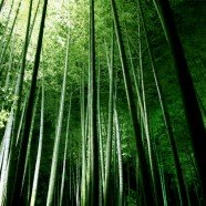 Green Computing untuk Orang Lugu