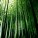 Green Computing untuk Orang Lugu